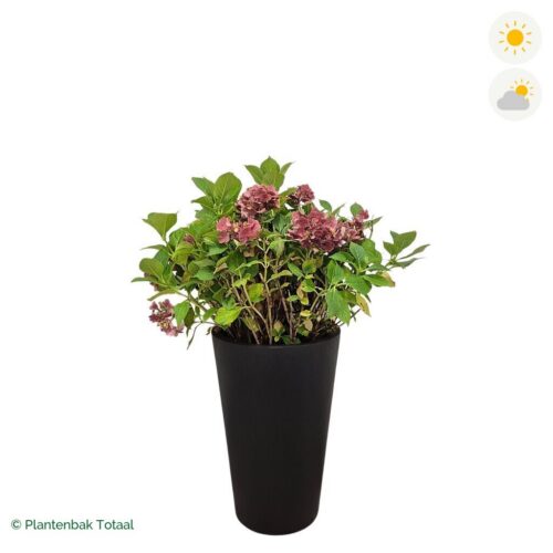 productfoto van plantenbak Fiberstone Belle Boerenhortensia Combinatie