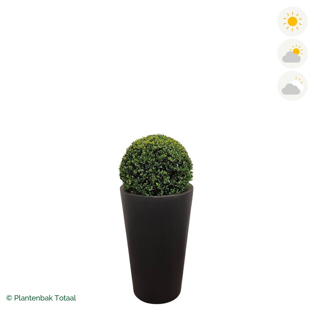 productfoto van plantenbak Fiberstone Belle Japanse Hulst