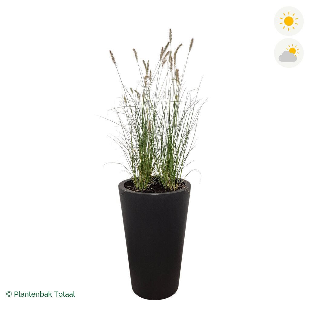 productfoto van plantenbak Fiberstone Belle Lampenpoetsersgras