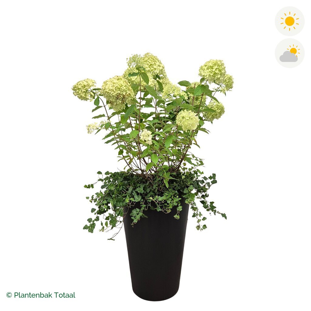 productfoto van plantenbak Fiberstone Belle Pluimhortensia Combinatie