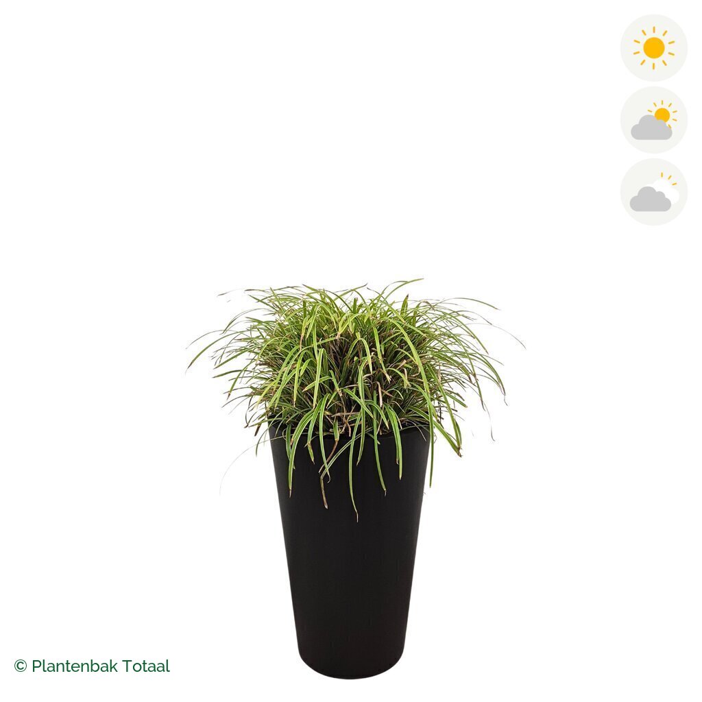 productfoto van plantenbak Fiberstone Belle Zegge