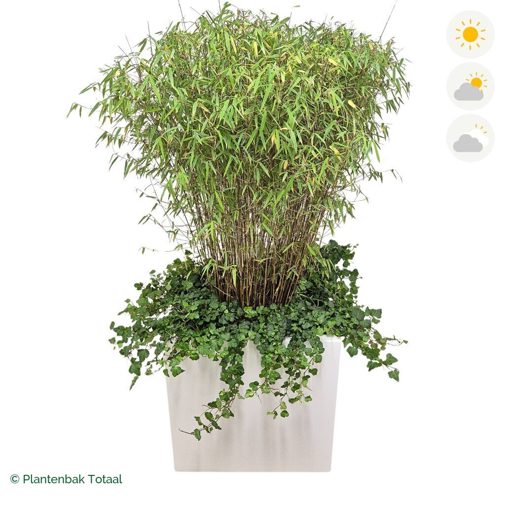 productfoto van plantenbak Fiberstone Block Hoogglans Wit Bamboe Combinatie