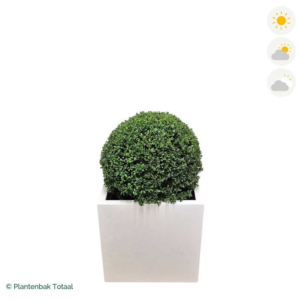 productfoto van plantenbak Fiberstone Block Hoogglans Wit Japanse Hulst