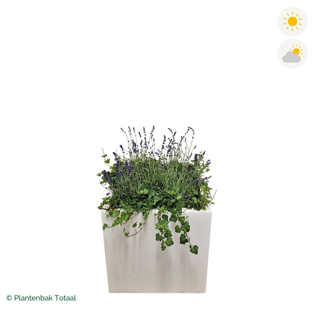 productfoto van plantenbak Fiberstone Block Hoogglans Wit Lavendel Combinatie
