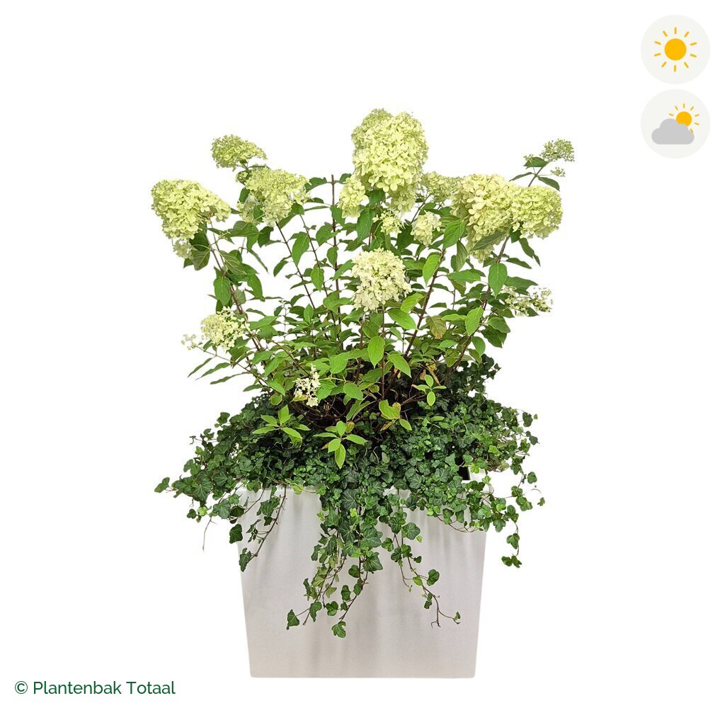 productfoto van plantenbak Fiberstone Block Hoogglans Wit Pluimhortensia Combinatie