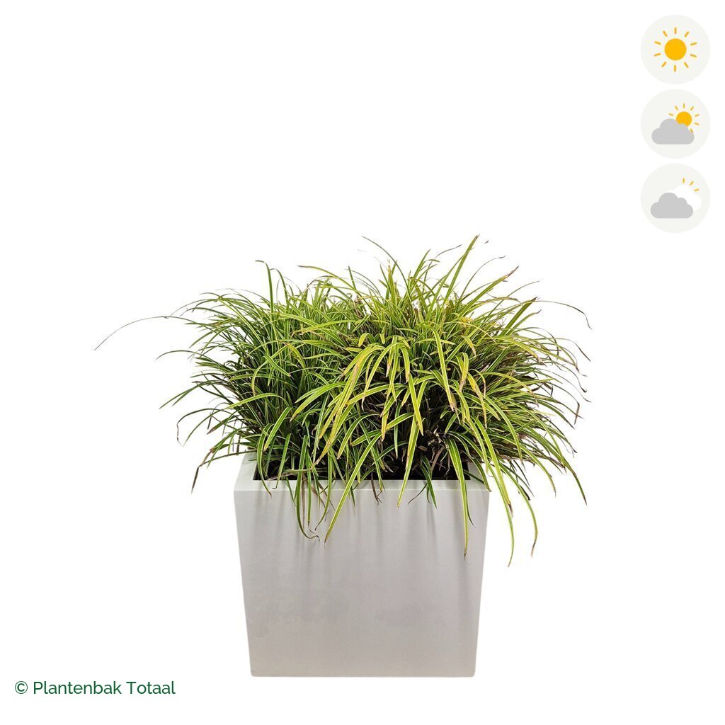 productfoto van plantenbak Fiberstone Block Hoogglans Wit Zegge