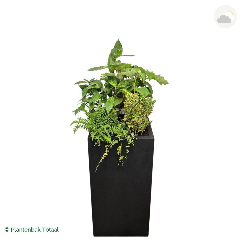 productfoto van plantenbak Fiberstone Bouvy XL Set Amazone