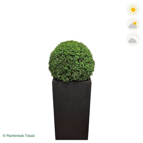 productfoto van plantenbak Fiberstone Bouvy XL Japanse Hulst