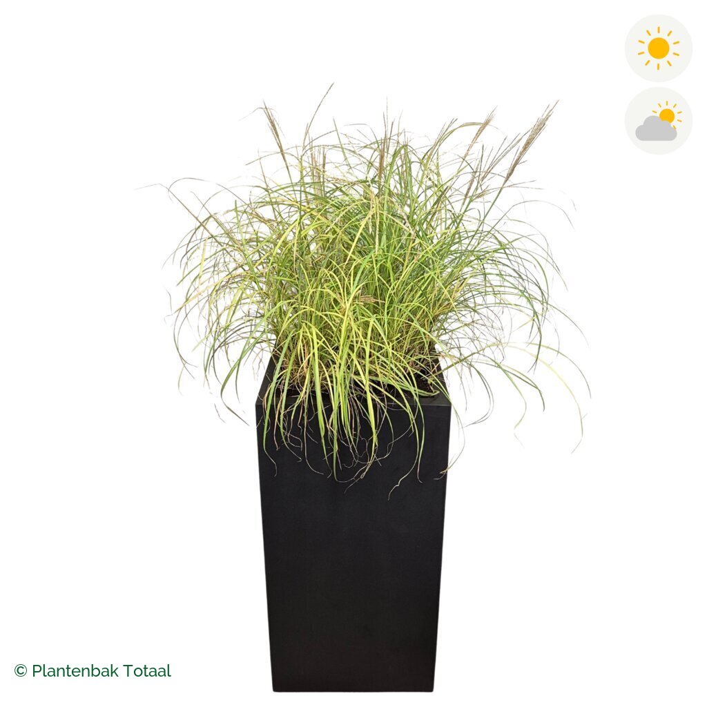 productfoto van plantenbak Fiberstone Bouvy XL Prachtriet