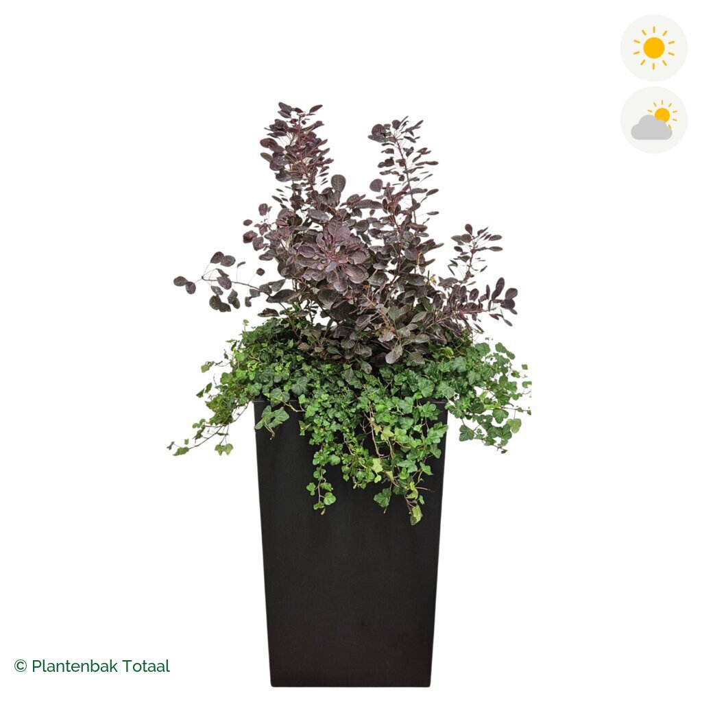 productfoto van plantenbak Fiberstone Bouvy XL Pruikenboom Combinatie