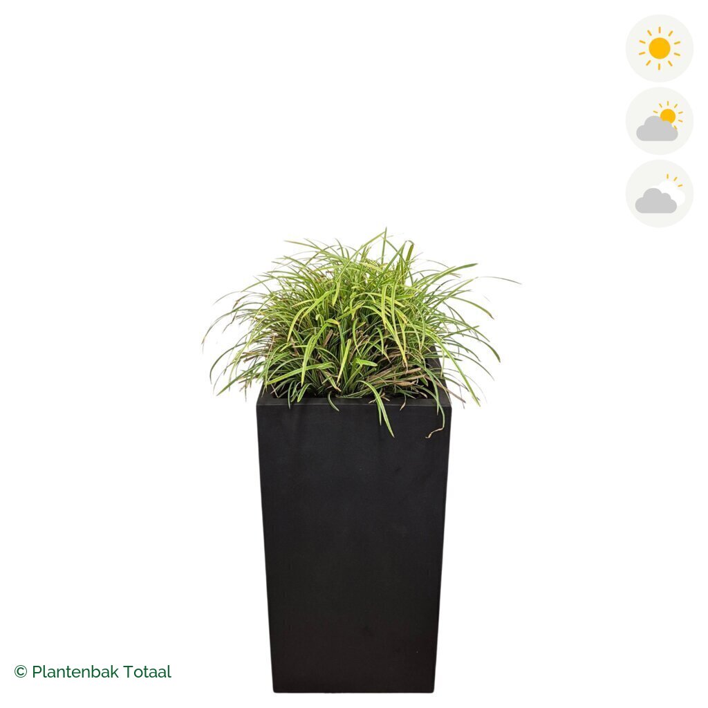 productfoto van plantenbak Fiberstone Bouvy XL Zegge