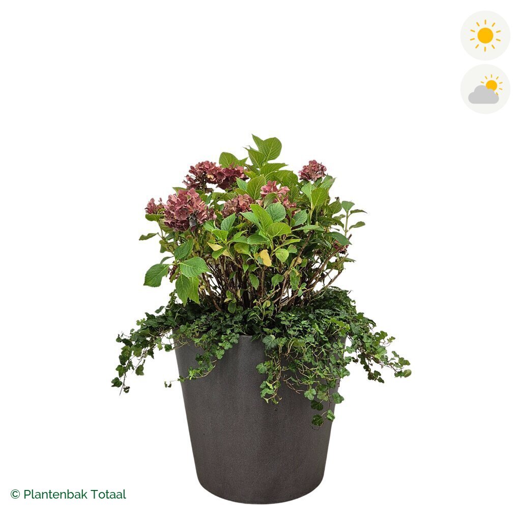 productfoto van plantenbak Fiberstone Bucket Boerenhortensia Combinatie