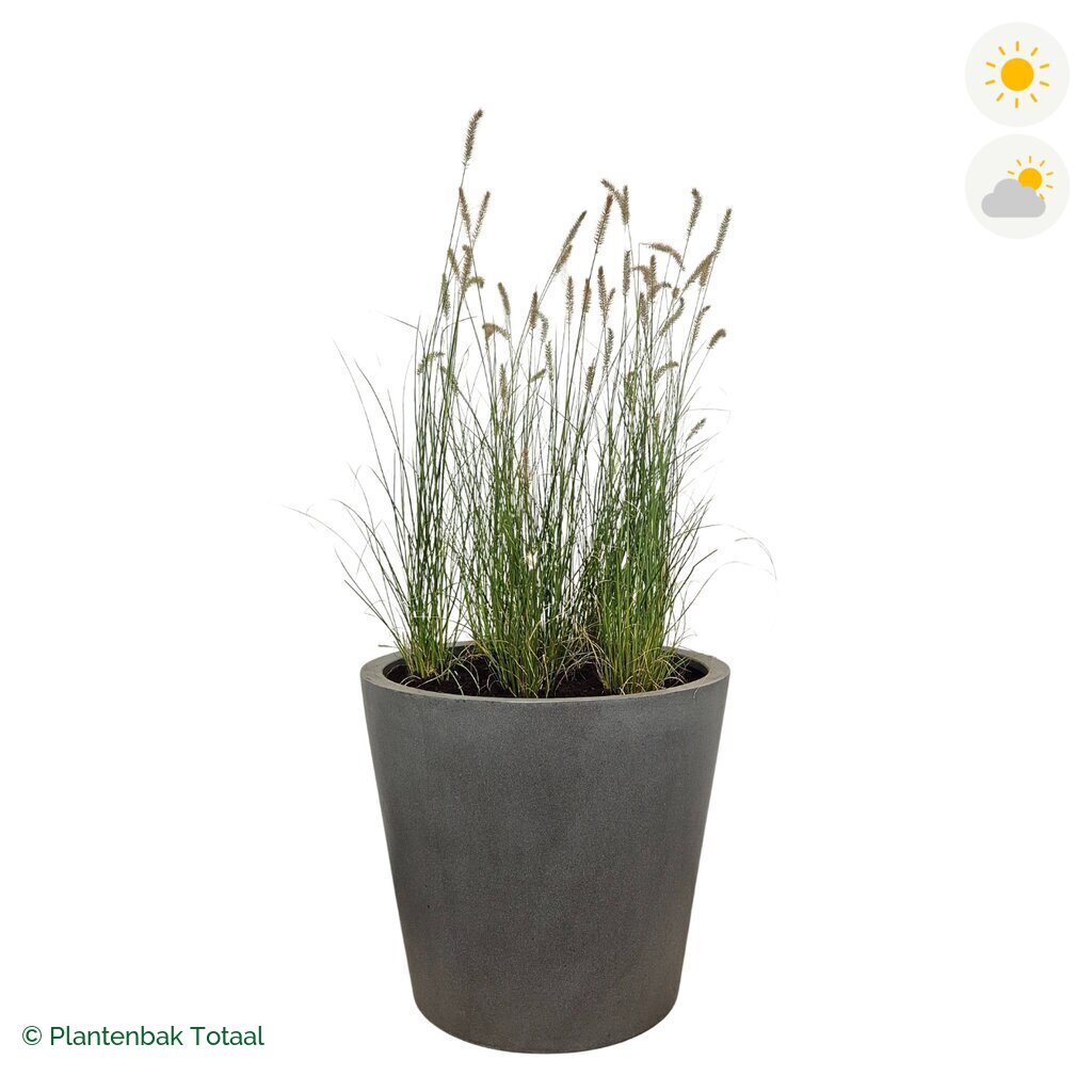 productfoto van plantenbak Fiberstone Bucket Lampenpoetsersgras