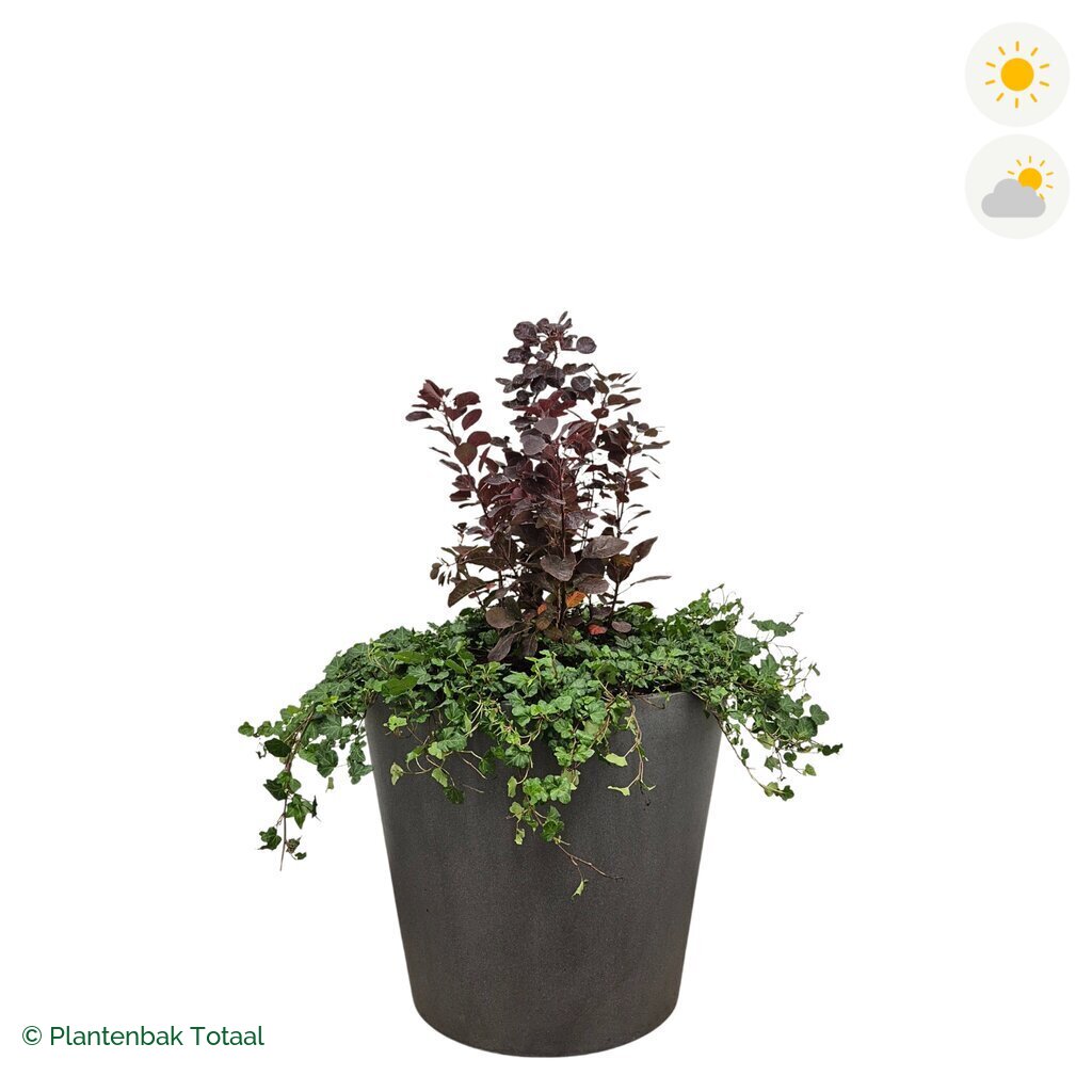productfoto van plantenbak Fiberstone Bucket Pruikenboom Combinatie