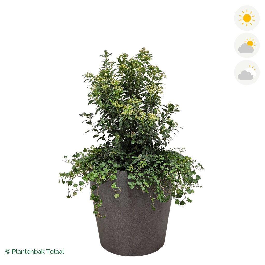 productfoto van plantenbak Fiberstone Bucket Sneeuwbal Combinatie