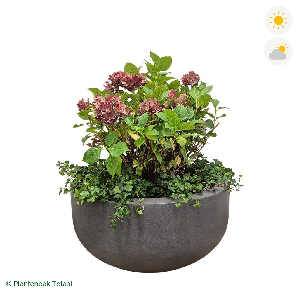 productfoto van plantenbak Fiberstone City Bowl Boerenhortensia Combinatie