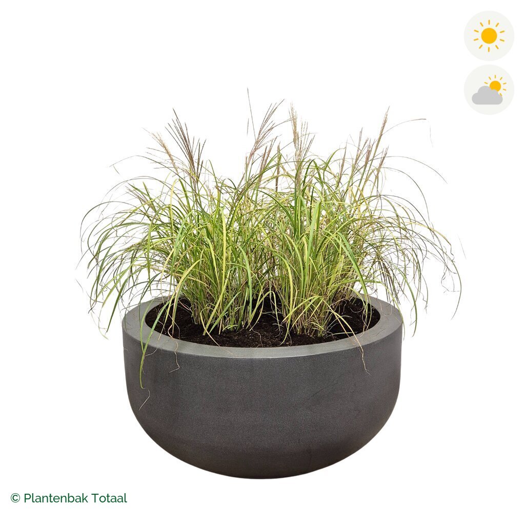 productfoto van plantenbak Fiberstone City Bowl Prachtriet