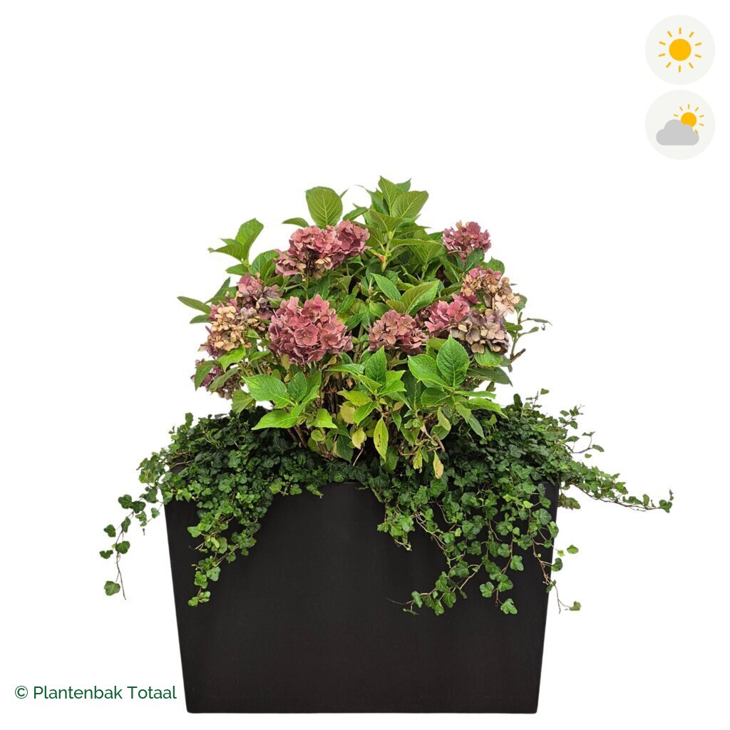 productfoto van plantenbak Fiberstone Jort Boerenhortensia Combinatie