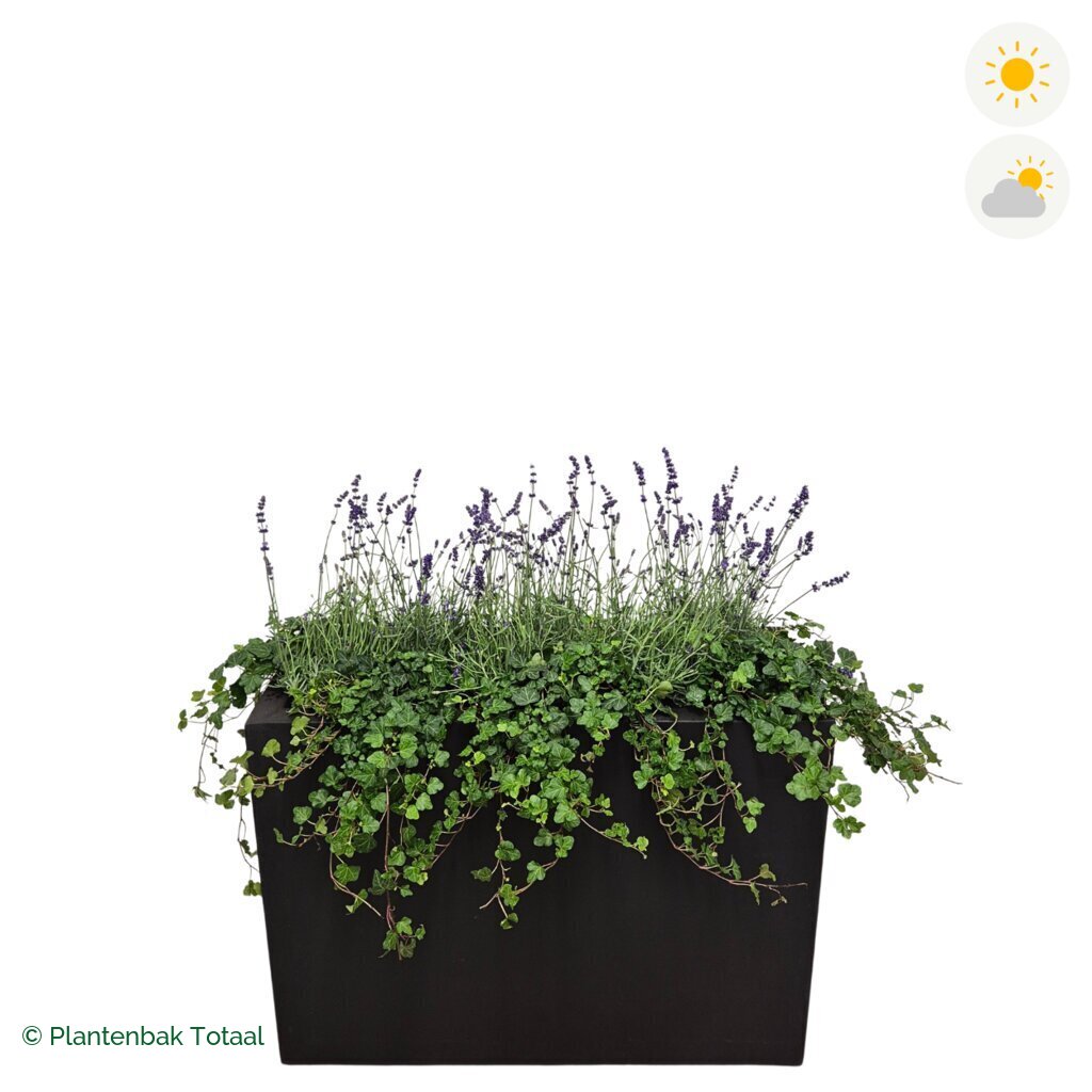 productfoto van plantenbak Fiberstone Jort Lavendel Combinatie
