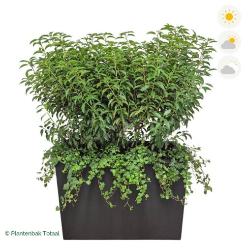 productfoto van plantenbak Fiberstone Jort Portugese Laurier