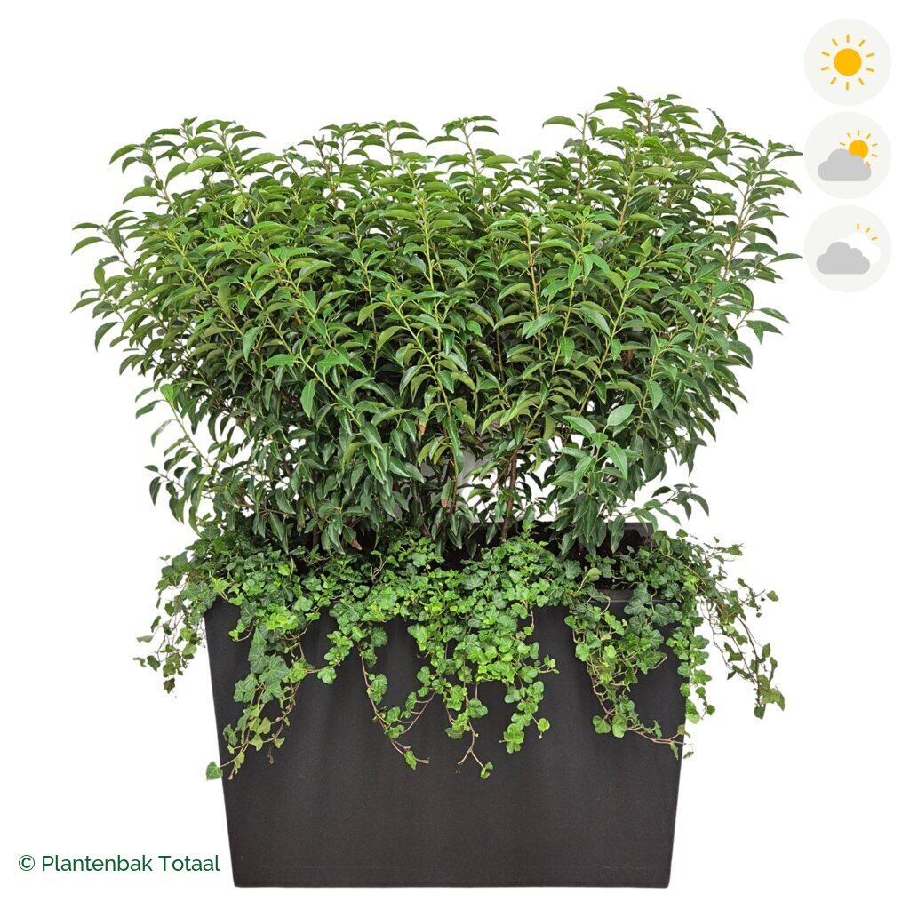 productfoto van plantenbak Fiberstone Jort Portugese Laurier