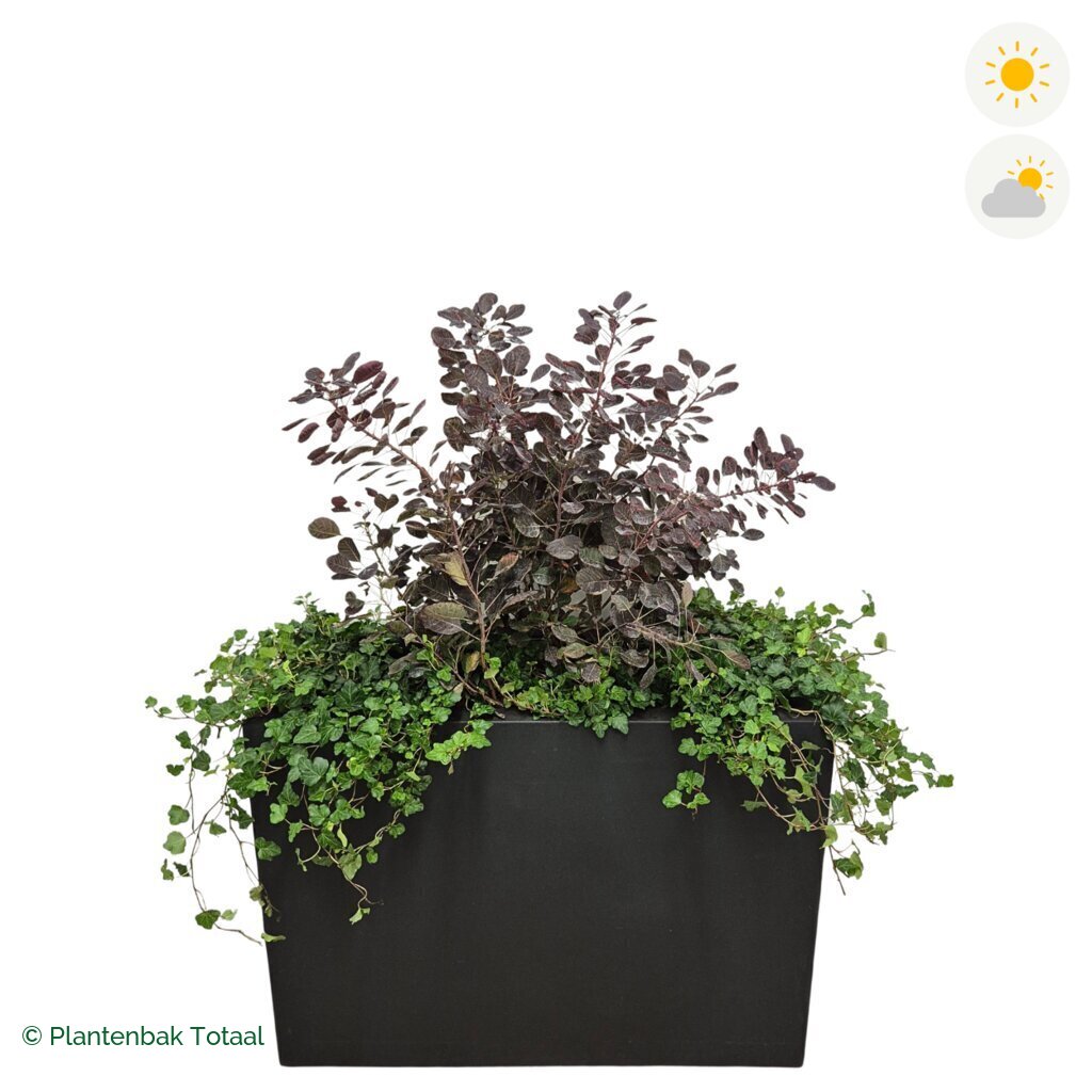 productfoto van plantenbak Fiberstone Jort Pruikenboom Combinatie
