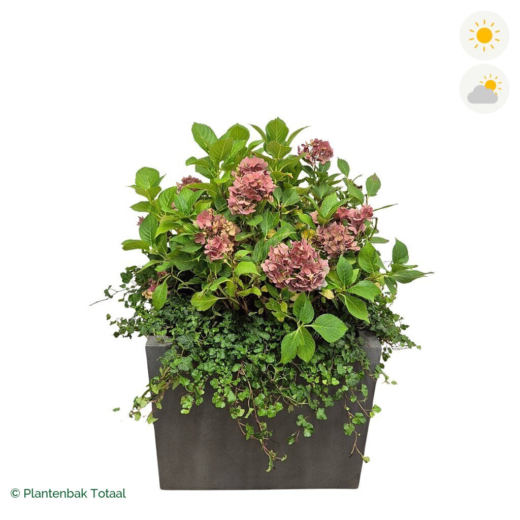 productfoto van plantenbak Fiberstone Jumbo Block Vierkant Boerenhortensia Combinatie