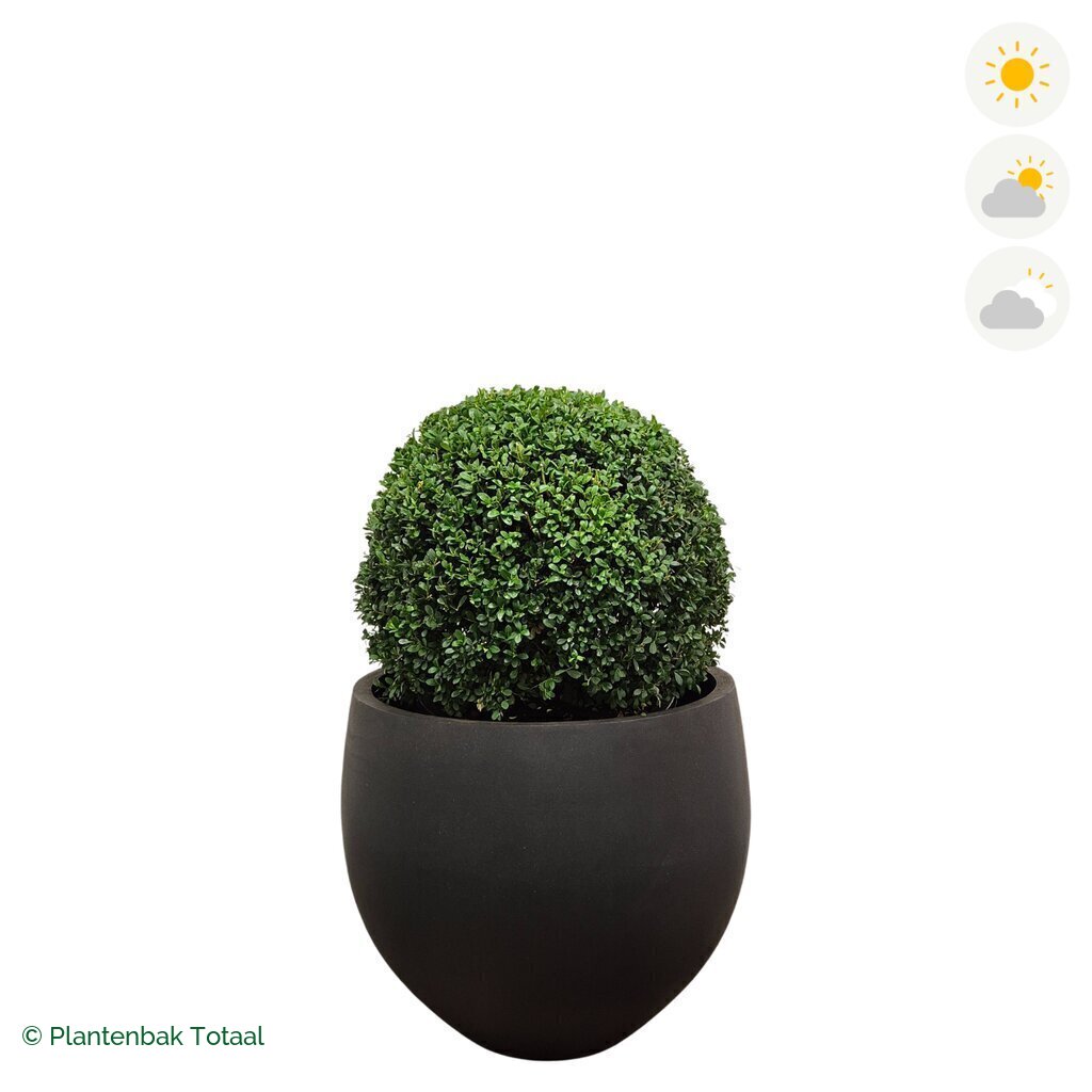 productfoto van plantenbak Fiberstone Orb Japanse Hulst