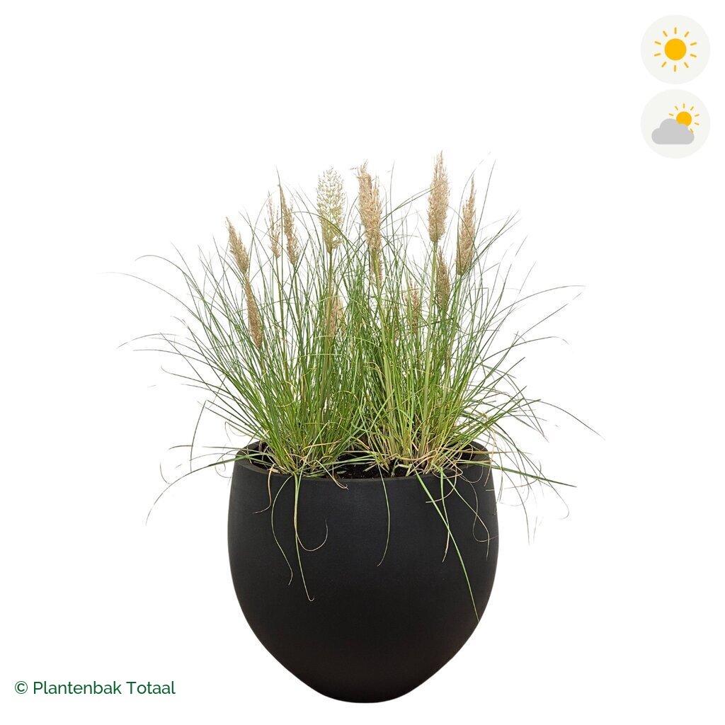 productfoto van plantenbak Fiberstone Orb Pampasgras