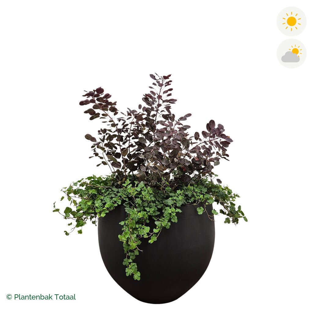 productfoto van plantenbak Fiberstone Orb Pruikenboom Combinatie