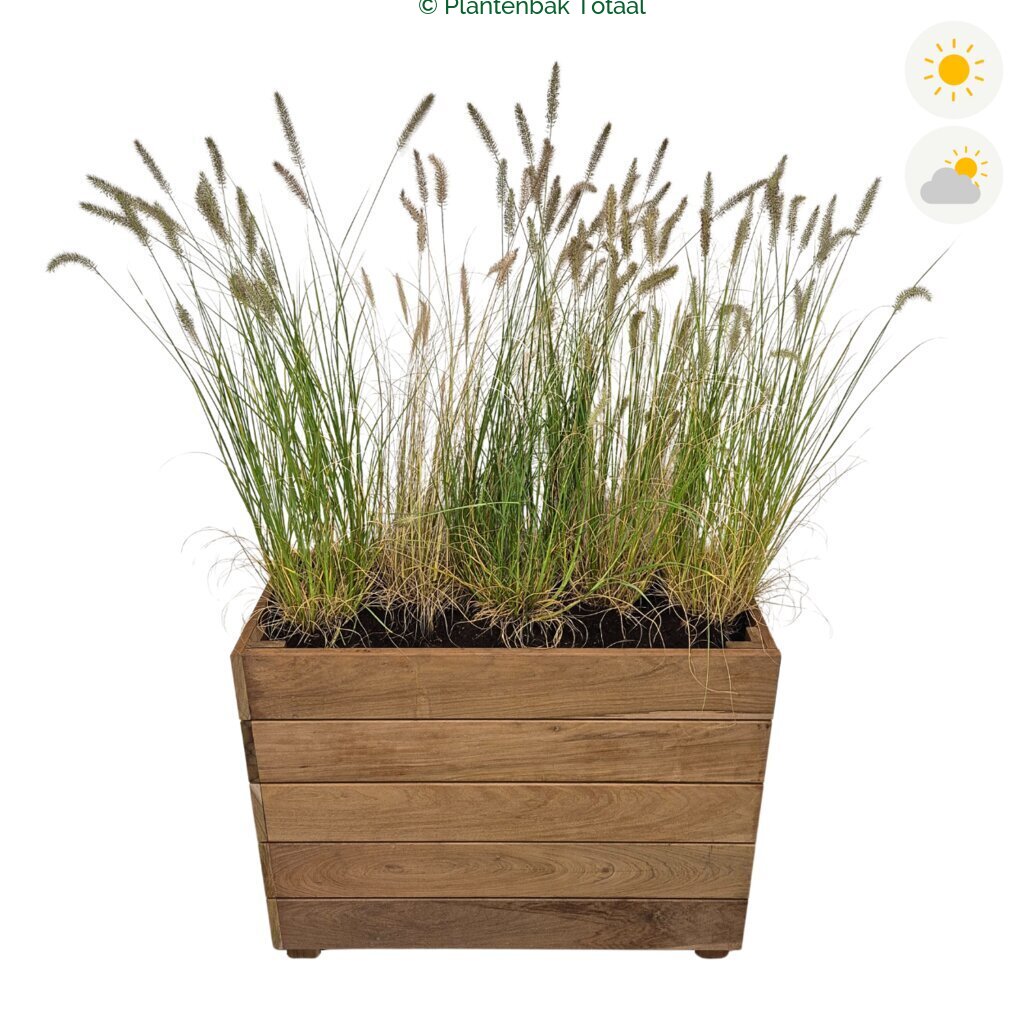 productfoto van plantenbak Hardhout Granada Rechthoek Lampenpoetsersgras