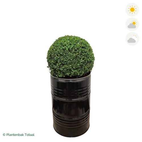 productfoto van plantenbak Metalen Olievat Japanse Hulst