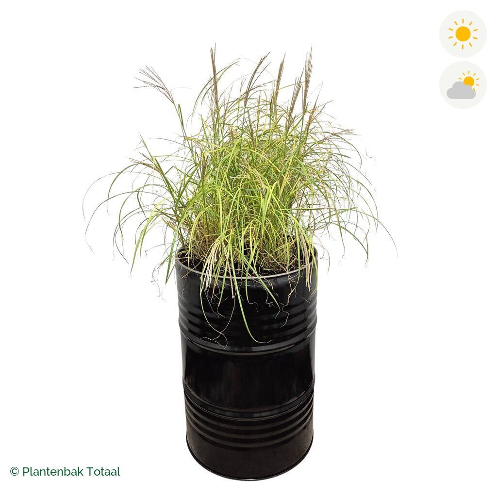 productfoto van plantenbak Metalen Olievat Prachtriet