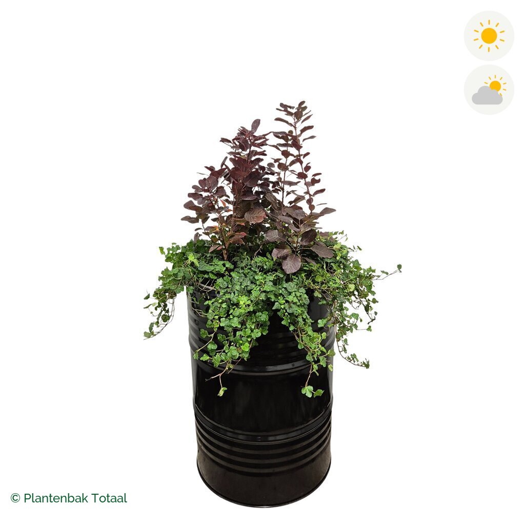 productfoto van plantenbak Metalen Olievat Pruikenboom Combinatie