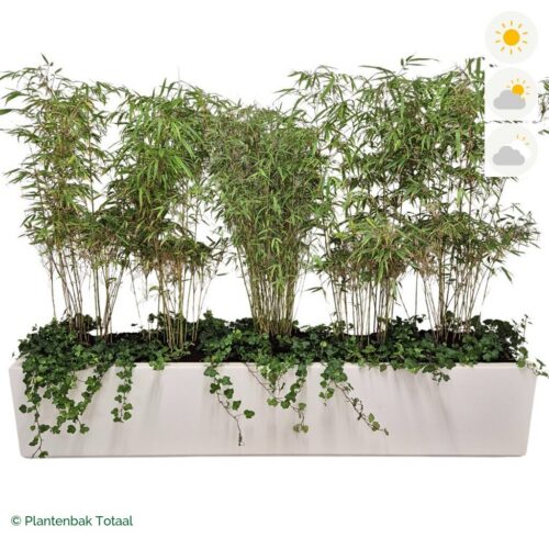 productfoto van plantenbak Polyester Carrez Langwerpig Bamboe Afscheiding