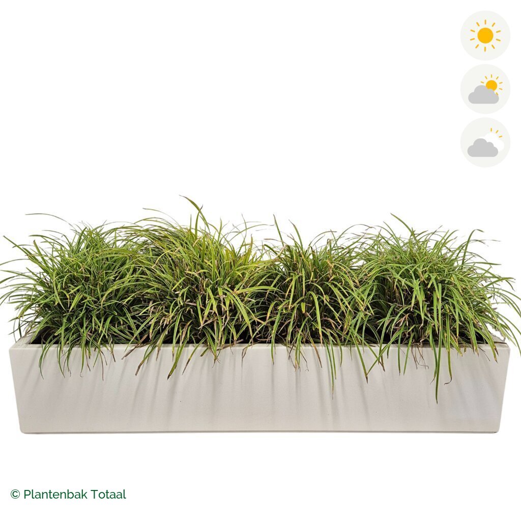productfoto van plantenbak Polyester Carrez Langwerpig Zegge