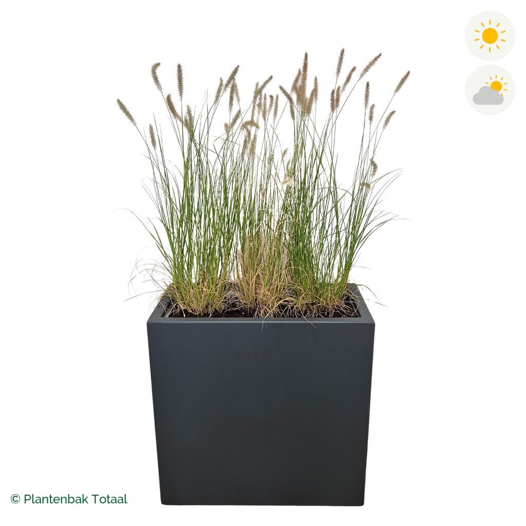 productfoto van plantenbak Polyester Carrez Rechthoek Lampenpoetsersgras