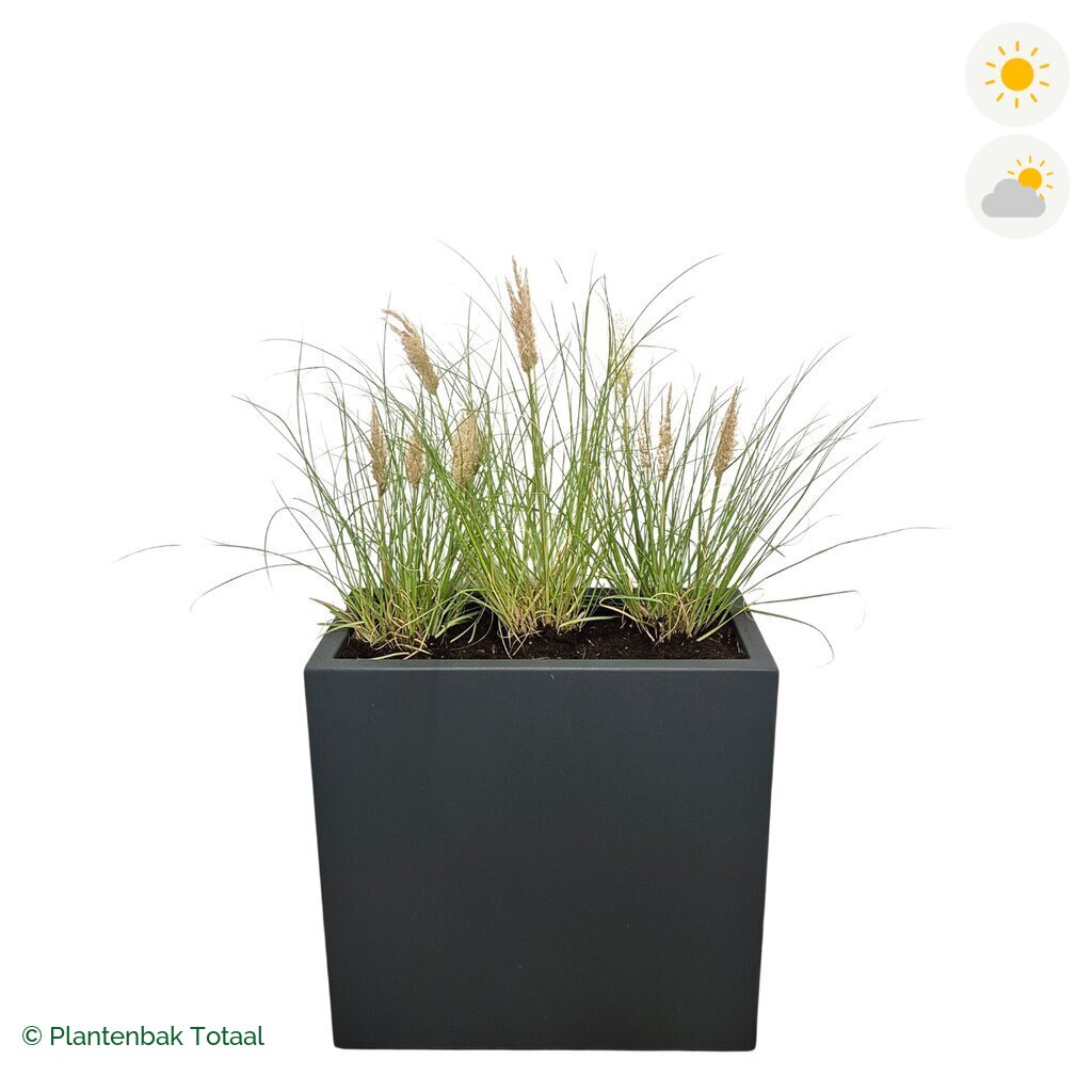 productfoto van plantenbak Polyester Carrez Rechthoek Pampasgras
