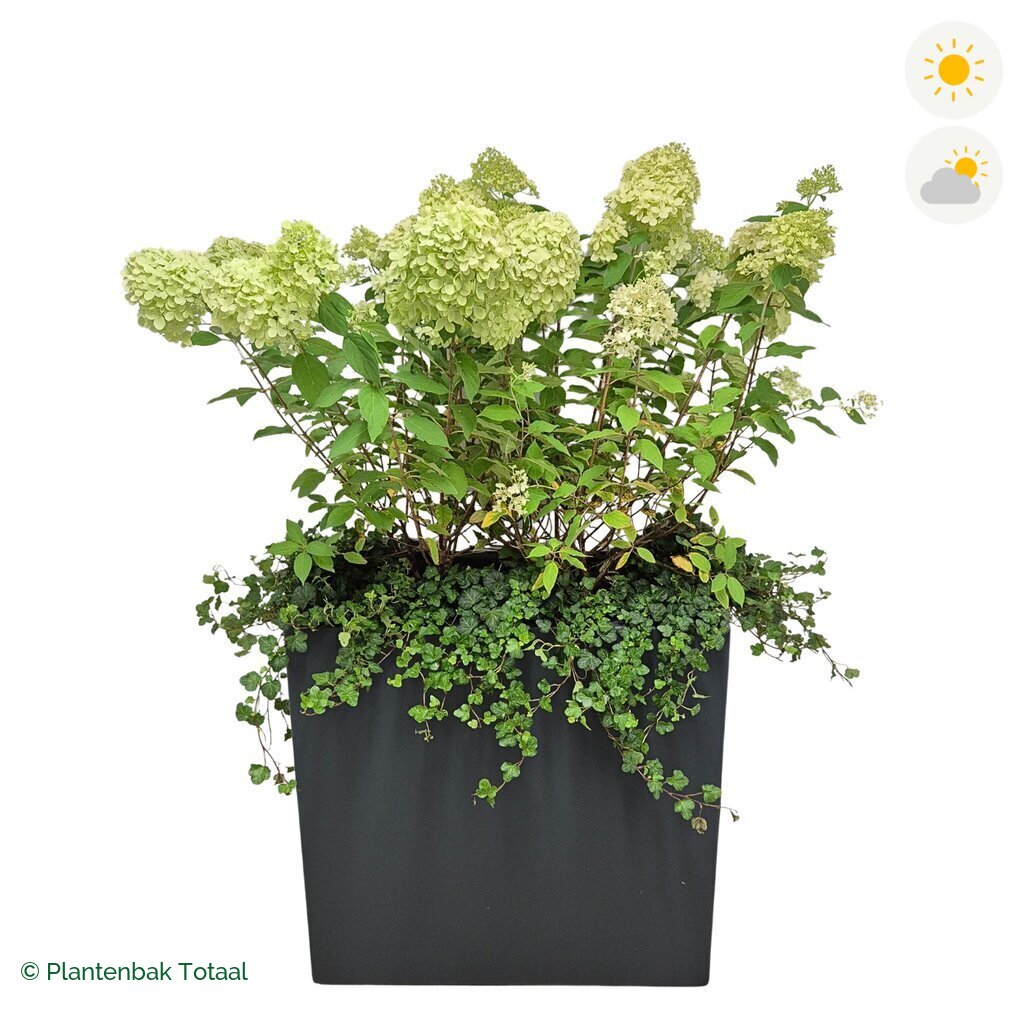 productfoto van plantenbak Polyester Carrez Rechthoek Pluimhortensia Combinatie