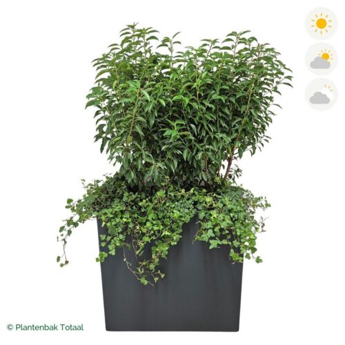 productfoto van plantenbak Polyester Carrez Rechthoek Portugese Laurier