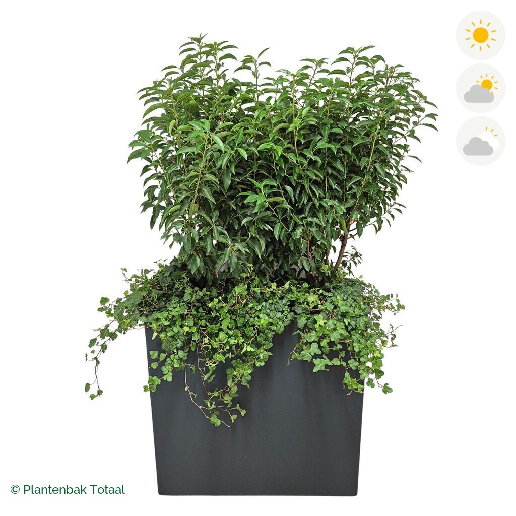 productfoto van plantenbak Polyester Carrez Rechthoek Portugese Laurier