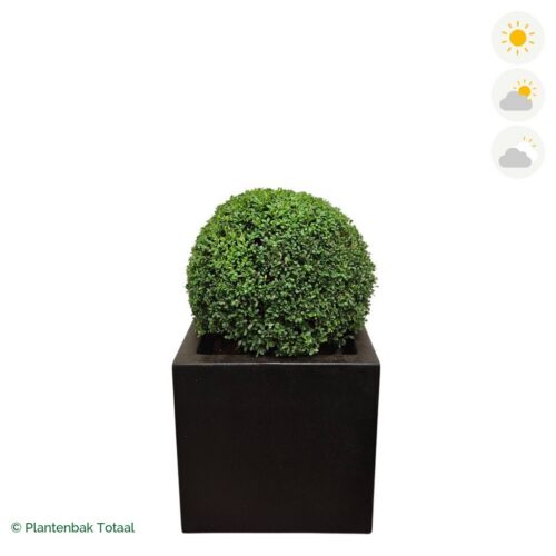 productfoto van plantenbak Polyester Carrez Vierkant Japanse Hulst