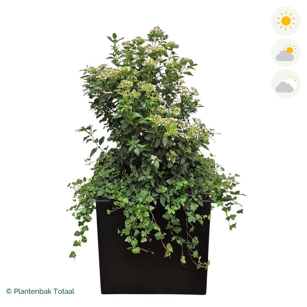 productfoto van plantenbak Polyester Carrez Vierkant Sneeuwbal Combinatie