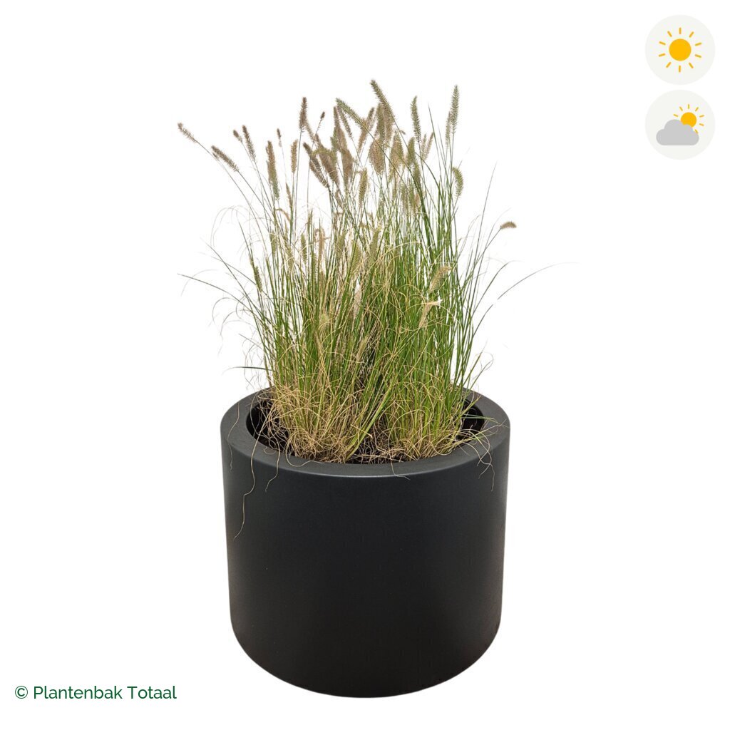 productfoto van plantenbak Polyester Circum Lampenpoetsersgras