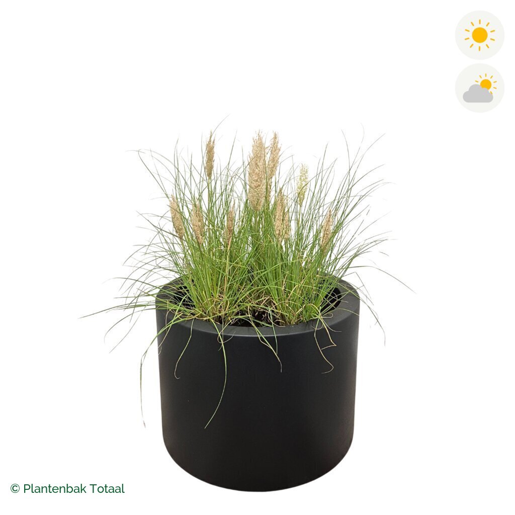 productfoto van plantenbak Polyester Circum Pampasgras