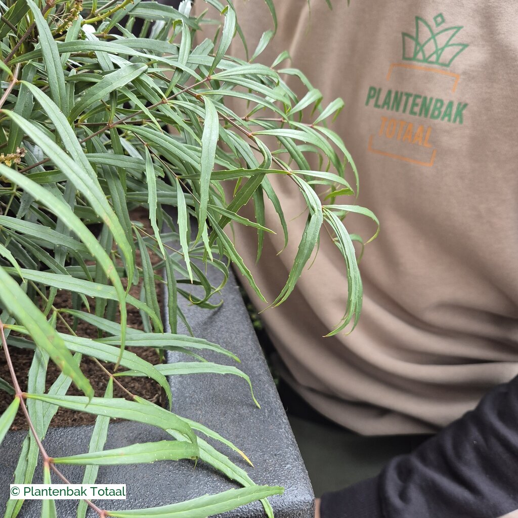 productlijn foto van plantenbak PO Carrez vierkant