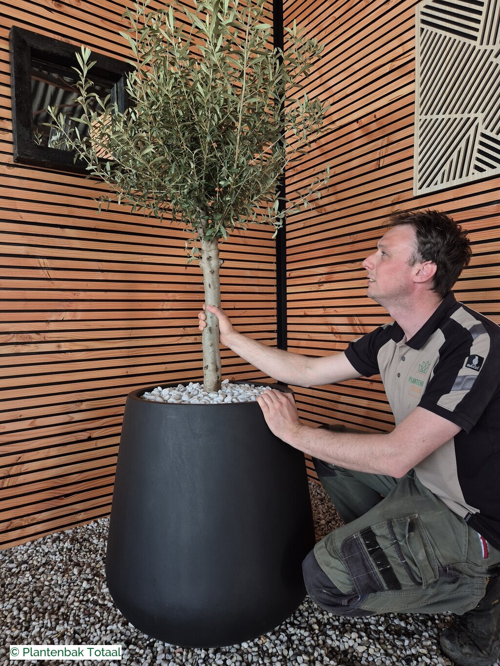productfoto van plantenbak Fiberstone Pax XL - Olijfboom