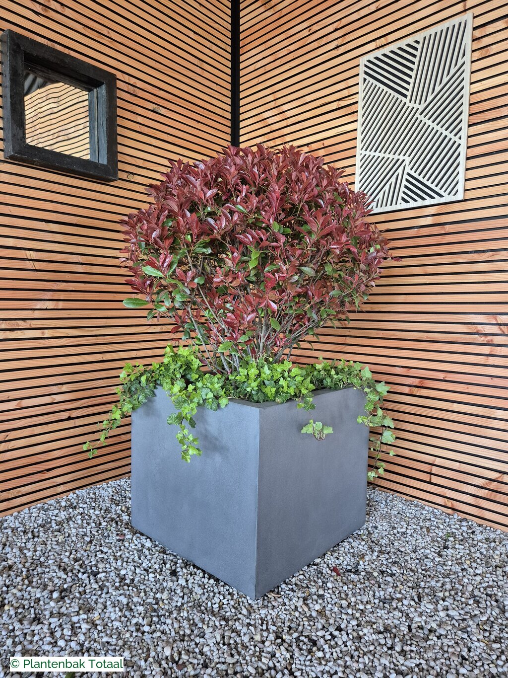 productfoto van plantenbak Fiberstone Jumbo Block M - Photinia Bolvorm
