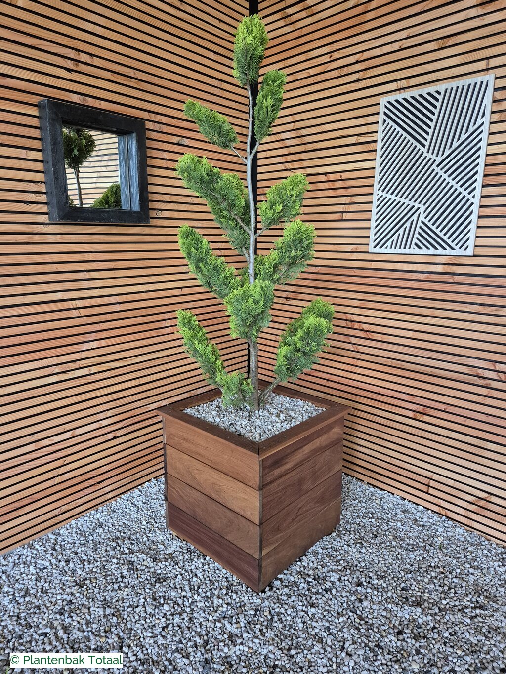 productfoto van plantenbak Hardhout Granada - Cupressocyparis Leylandii Pompon