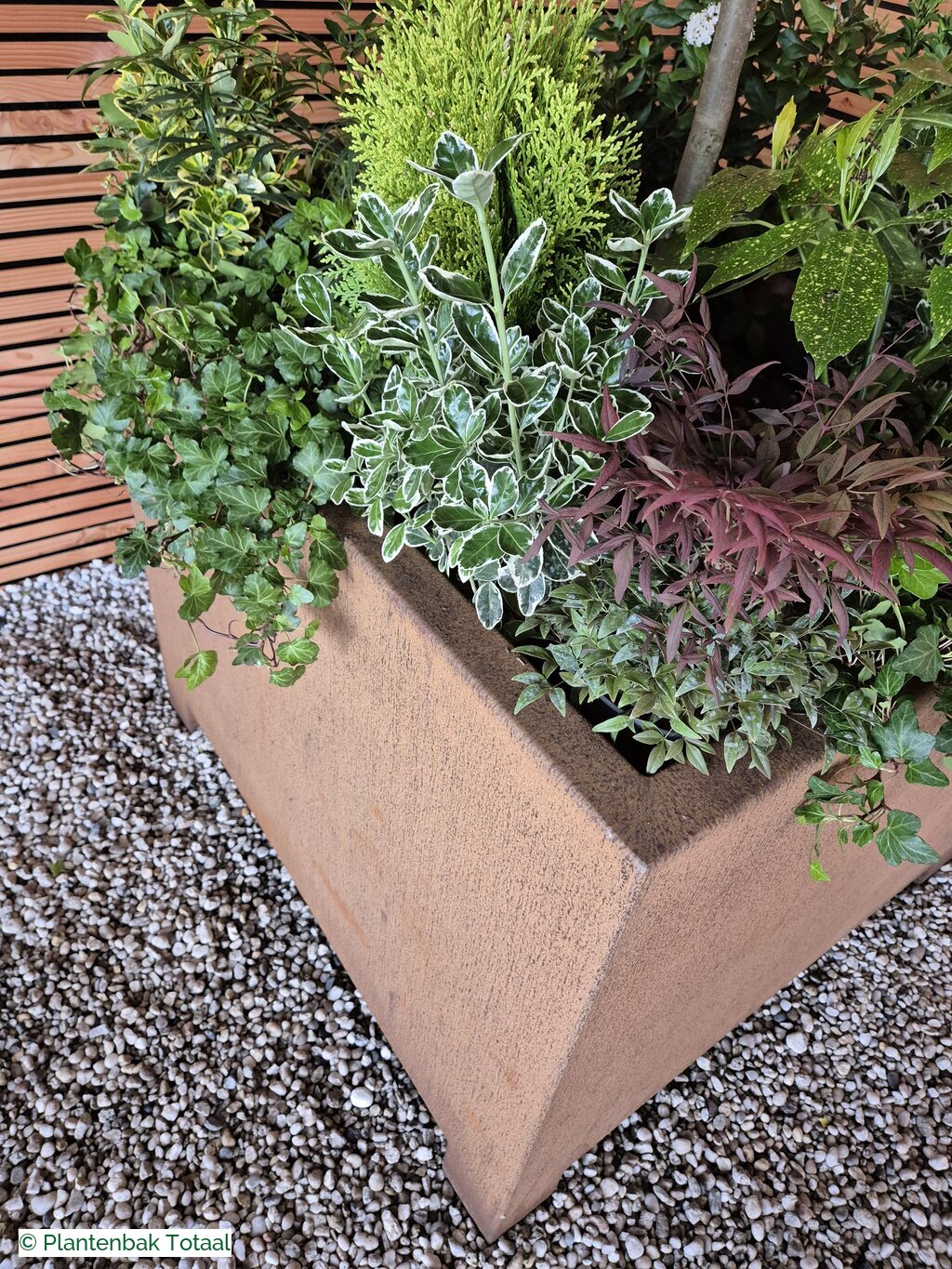 productfoto van plantenbak Cortenstaal Carrez - Planten Set